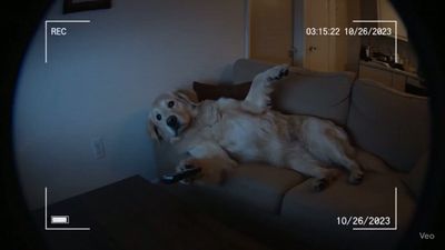 晚上宠物狗偷偷看电视