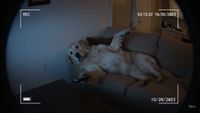晚上宠物狗偷偷看电视